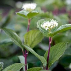 Fremhævede Produkter -Osmo Salgsbutik p607 54060 cornus alba sibirica 1e1a