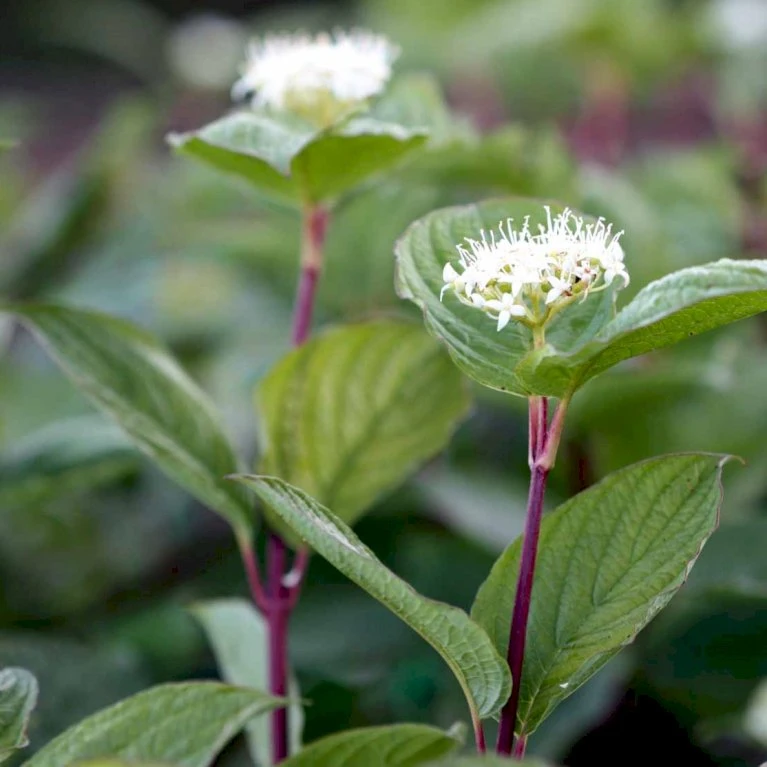 Rødgrenet Kornel 'Sibirica' Cornus Alba 'Sibirica' Barrods,- 1 års (0/1) 50-80 Cm. 2 Rødgrenet Kornel 'Sibirica' Cornus Alba 'Sibirica' Barrods,- 1 års (0/1) 50-80 Cm. - Billede 2
