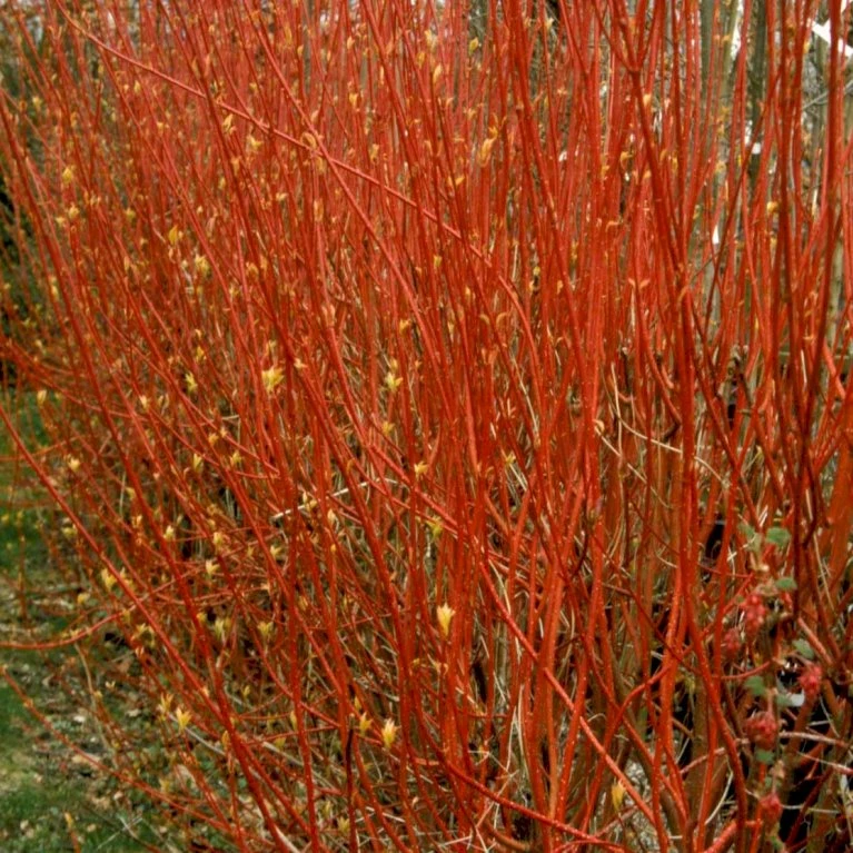 Rødgrenet Kornel 'Sibirica' Cornus Alba 'Sibirica' Barrods,- 1 års (0/1) 50-80 Cm. 3 Rødgrenet Kornel 'Sibirica' Cornus Alba 'Sibirica' Barrods,- 1 års (0/1) 50-80 Cm. - Billede 3