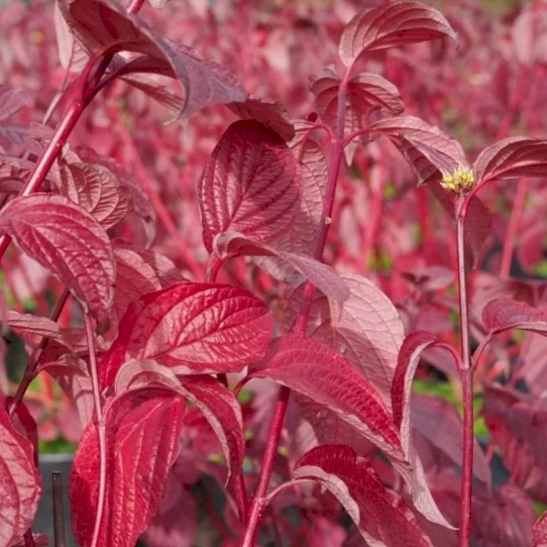 Rødgrenet Kornel 'Sibirica' Cornus Alba 'Sibirica' Barrods,- 1 års (0/1) 50-80 Cm. 4 Rødgrenet Kornel 'Sibirica' Cornus Alba 'Sibirica' Barrods,- 1 års (0/1) 50-80 Cm. - Billede 4
