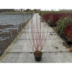 Rødgrenet Kornel 'Sibirica' Cornus Alba 'Sibirica' Potte 12 Liter,- 100-125 Cm.