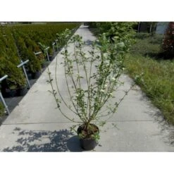 Gulgrenet Kornel 'Flaviramea' Cornus Sericea 'Flaviramea' Potte 12 Liter,- 100-125 Cm.