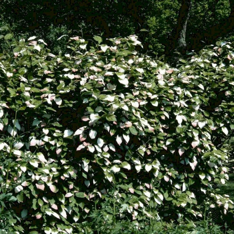 Kamæleonbusk Actinidia Kolomikta Opbundet Til Ca. 40 Cm., Med Potte 1 Kamæleonbusk Actinidia Kolomikta Opbundet Til Ca. 40 Cm., Med Potte