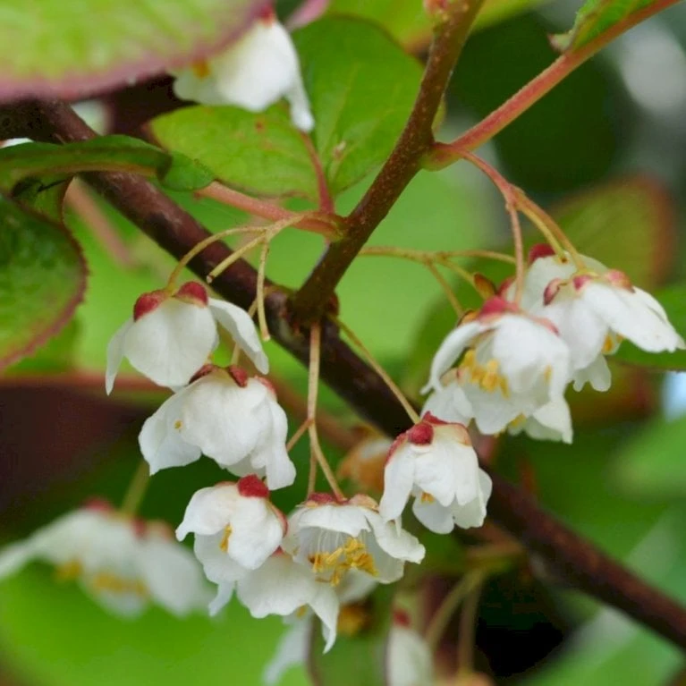 Kamæleonbusk Actinidia Kolomikta Opbundet Til Ca. 40 Cm., Med Potte 3 Kamæleonbusk Actinidia Kolomikta Opbundet Til Ca. 40 Cm., Med Potte - Billede 3