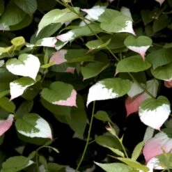 Kamæleonbusk Actinidia Kolomikta Opbundet Til Ca. 40 Cm., Med Potte 11 Kamæleonbusk Actinidia Kolomikta Opbundet Til Ca. 40 Cm., Med Potte -Osmo Salgsbutik p61 48501 actinidia kolomikta 8146