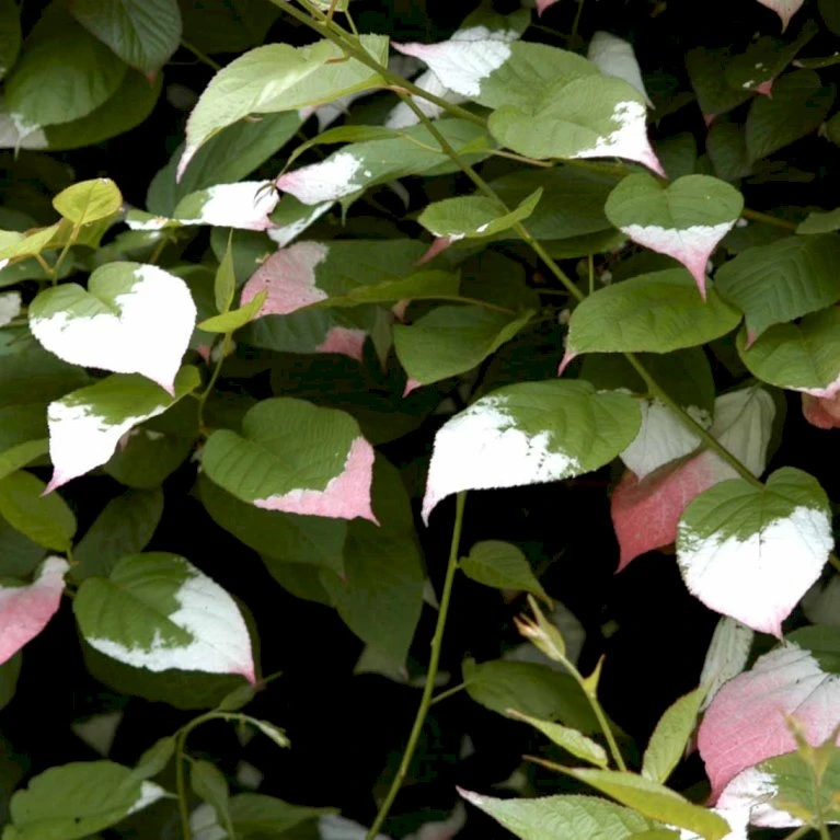 Kamæleonbusk Actinidia Kolomikta Opbundet Til Ca. 40 Cm., Med Potte 5 Kamæleonbusk Actinidia Kolomikta Opbundet Til Ca. 40 Cm., Med Potte - Billede 5