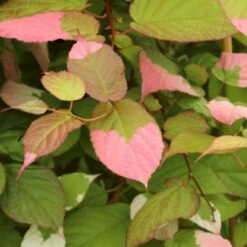 Kamæleonbusk Actinidia Kolomikta Opbundet Til Ca. 40 Cm., Med Potte 12 Kamæleonbusk Actinidia Kolomikta Opbundet Til Ca. 40 Cm., Med Potte -Osmo Salgsbutik p61 50530 actinidia kolomikta 4fe5