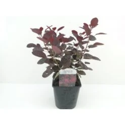 Rødbladet Parykbusk 'Royal Purple' Cotinus Coggygria 'Royal Purple' Potte 2,0 Liter,- 30-40 Cm.