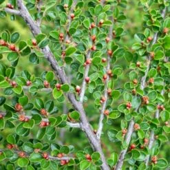 Fiskeben-Dværgmispel 'Cotali' Cotoneaster Horizontalis 'Cotali' 3,5 Liter Potte -Osmo Salgsbutik p638 52510 cotoneaster horizontalis cotali d611