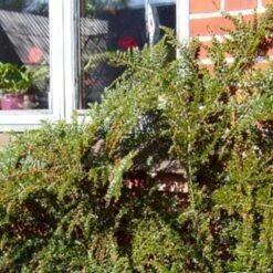 Fiskeben-Dværgmispel 'Cotali' Cotoneaster Horizontalis 'Cotali' 3,5 Liter Potte -Osmo Salgsbutik p638 52511 cotoneaster horizontalis cotali 9ffb