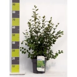 Glansdværgmispel Cotoneaster Lucidus Potte 4,0 Liter,- 50-60 Cm.