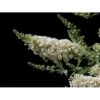 Sommerfuglebusk Buzz 'Ivory' Buddleja Buzz 'Ivory' 3,0 Liter Potte