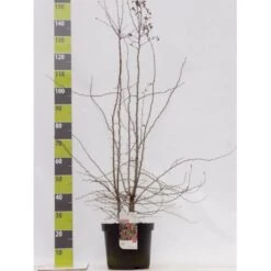 Engriflet Hvidtjørn Crataegus Monogyna Potte 12 Liter,- 100-125 Cm.