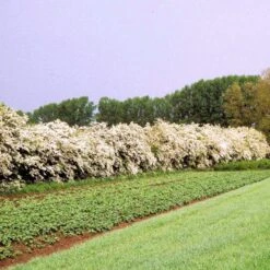 Engriflet Hvidtjørn Crataegus Monogyna Potte 12 Liter,- 100-125 Cm. -Osmo Salgsbutik p659 54063 crataegus monogyna d84b