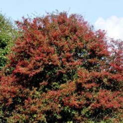 Engriflet Hvidtjørn Crataegus Monogyna Potte 12 Liter,- 100-125 Cm. -Osmo Salgsbutik p659 54141 crataegus monogyna f313