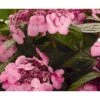 Hortensia 'Twist-N-Shout' Hydrangea 'Endless Summer Twist-n-shout' 5 Liter Potte