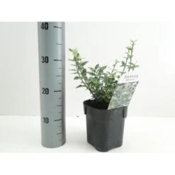 Benved 'Harlequin' Euonymus Fortunei 'Harlequin' Potte 2,0 Liter,- 20-25 Cm. -Osmo Salgsbutik p6634 38442 image 44bf
