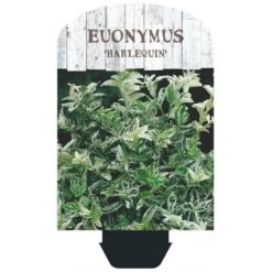 Benved 'Harlequin' Euonymus Fortunei 'Harlequin' Potte 2,0 Liter,- 20-25 Cm. -Osmo Salgsbutik p6634 38443 image d243