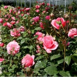 'Elaine Paige'™ Rosa X 'Elaine Paige'™ (Storblomstrende) A-Kvalitet,- Barrods Roser Min. 3 Grene -Osmo Salgsbutik p7386 51255 rosa x elaine paige storblomstrende fa23