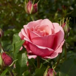 'Elaine Paige'™ Rosa X 'Elaine Paige'™ (Storblomstrende) A-Kvalitet,- Barrods Roser Min. 3 Grene -Osmo Salgsbutik p7386 51256 rosa x elaine paige storblomstrende bdfc