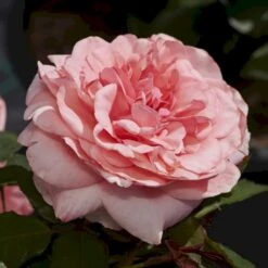 'Elaine Paige'™ Rosa X 'Elaine Paige'™ (Storblomstrende) A-Kvalitet,- Barrods Roser Min. 3 Grene -Osmo Salgsbutik p7386 51257 rosa x elaine paige storblomstrende 1268