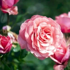 'Elaine Paige'™ Rosa X 'Elaine Paige'™ (Storblomstrende) A-Kvalitet,- Barrods Roser Min. 3 Grene -Osmo Salgsbutik p7386 51258 rosa x elaine paige storblomstrende d45a