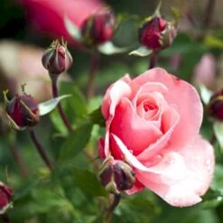 'Elaine Paige'™ Rosa X 'Elaine Paige'™ (Storblomstrende) A-Kvalitet,- Barrods Roser Min. 3 Grene -Osmo Salgsbutik p7386 51259 rosa x elaine paige storblomstrende 702c