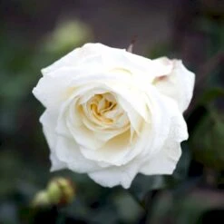 'Claus Dalby'™ Rosa X 'Claus Dalby'™ (Storblomstrende) A-Kvalitet,- Barrods Roser Min. 3 Grene -Osmo Salgsbutik p7485 51233 rosa x claus dalby storblomstrende a885