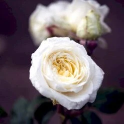 'Claus Dalby'™ Rosa X 'Claus Dalby'™ (Storblomstrende) A-Kvalitet,- Barrods Roser Min. 3 Grene -Osmo Salgsbutik p7485 51234 rosa x claus dalby storblomstrende 3b15