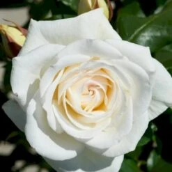 'Claus Dalby'™ Rosa X 'Claus Dalby'™ (Storblomstrende) A-Kvalitet,- Barrods Roser Min. 3 Grene -Osmo Salgsbutik p7485 51235 rosa x claus dalby storblomstrende dfe6