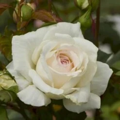 'Claus Dalby'™ Rosa X 'Claus Dalby'™ (Storblomstrende) A-Kvalitet,- Barrods Roser Min. 3 Grene -Osmo Salgsbutik p7485 51236 rosa x claus dalby storblomstrende 2a34