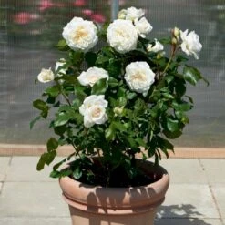 'Claus Dalby'™ Rosa X 'Claus Dalby'™ (Storblomstrende) A-Kvalitet,- Barrods Roser Min. 3 Grene -Osmo Salgsbutik p7485 51238 rosa x claus dalby storblomstrende df50