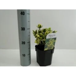 Benved' Marieke' Euonymus Japonica 'Marieke' Potte 2,0 Liter,- 20-25 Cm.