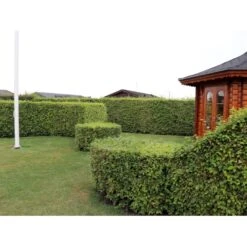 Fremhævede Produkter -Osmo Salgsbutik p816 33904 fagus sylvatica a1f2 2