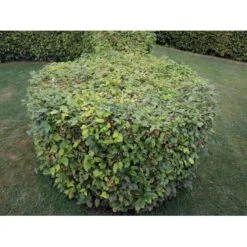 Fremhævede Produkter -Osmo Salgsbutik p816 33905 fagus sylvatica 43bf