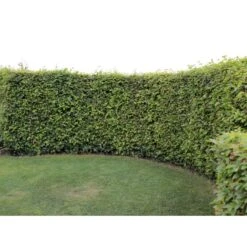 Almindelig Bøg / Bøgehæk Fagus Sylvatica Barrods, - 3 års (1/2) 120-150 Cm. Kraftig Hækkvalitet. -Osmo Salgsbutik p816 33906 fagus sylvatica 0b51 1