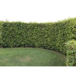 Almindelig Bøg / Bøgehæk Fagus Sylvatica Med Klump,- 150-175 Cm. -Osmo Salgsbutik p816 33906 fagus sylvatica 0b51 3