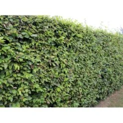 Almindelig Bøg / Bøgehæk Fagus Sylvatica Barrods, Omplantet 3 års 100-120 Cm. -Osmo Salgsbutik p816 33907 fagus sylvatica 825a 2