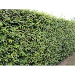 Almindelig Bøg / Bøgehæk Fagus Sylvatica Med Klump,- 150-175 Cm. -Osmo Salgsbutik p816 33907 fagus sylvatica 825a 3