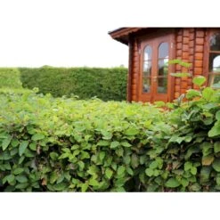 Almindelig Bøg / Bøgehæk Fagus Sylvatica Barrods. 3 års 80-100 Cm. -Osmo Salgsbutik p816 33908 fagus sylvatica 87bb