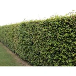 Almindelig Bøg / Bøgehæk Fagus Sylvatica Barrods, Omplantet 3 års 100-120 Cm. -Osmo Salgsbutik p816 33909 fagus sylvatica 4b65 2