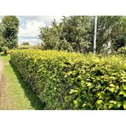 Almindelig Bøg / Bøgehæk Fagus Sylvatica Med Klump,- 150-175 Cm. -Osmo Salgsbutik p816 34340 fagus sylvatica 8b32 3