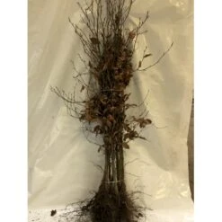 Almindelig Bøg / Bøgehæk Fagus Sylvatica Barrods, Omplantet 3 års 100-120 Cm.