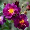 'Wild Rover' Rosa X 'Wild Rover' (Slyngrose) A-Kvalitet,- Barrods Roser Min. 3 Grene