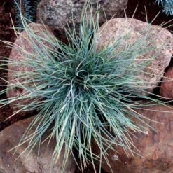 Blå Bjørnegræs 'Elijah Blue' Festuca Glauca 'Elijah Blue' 1 Liter Potte -Osmo Salgsbutik p832 50902 festuca glauca elijah blue d761