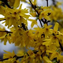 Vårguld 'Lynwood' Forsythia Intermedia 'Lynwood' Barrods,- 2 års (0/2) 50-80 Cm. -Osmo Salgsbutik p841 54067 forsythia intermedia lynwood defd