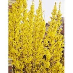 Forsytia 'Weekend' Forsythia Intermedia 'Weekend' Potte 12 Liter,- 100-125 Cm. -Osmo Salgsbutik p842 694 forsythia intermedia weekend a571