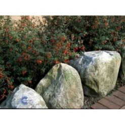 Fuchsia 'Karen' Fuchsia Magellanica 'Karen' 3,5 Liter Potte