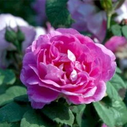 'Bourbon Queen' Rosa Bourboniana 'Bourbon Queen' (Bourbonrose) A-Kvalitet,- Barrods Roser Min. 3 Grene