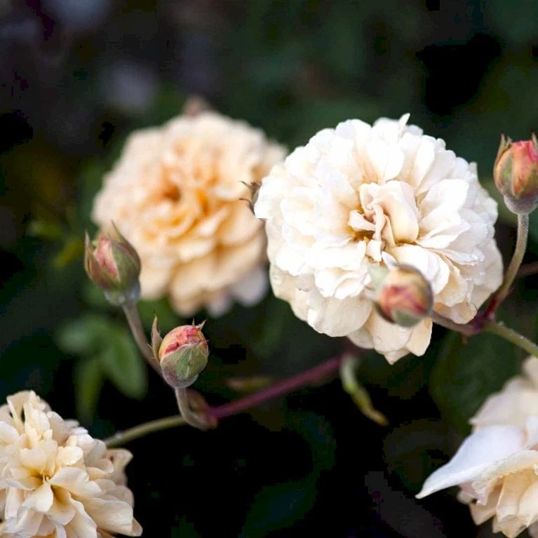 'Buff Beauty' Rosa Moschata 'Buff Beauty' (Moskusrose) A-Kvalitet,- Barrods Roser Min. 3 Grene 1 'Buff Beauty' Rosa Moschata 'Buff Beauty' (Moskusrose) A-Kvalitet,- Barrods Roser Min. 3 Grene